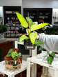 Philodendron Whipple Way