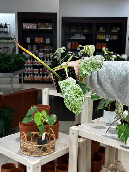 Philodendron Emerald Ice