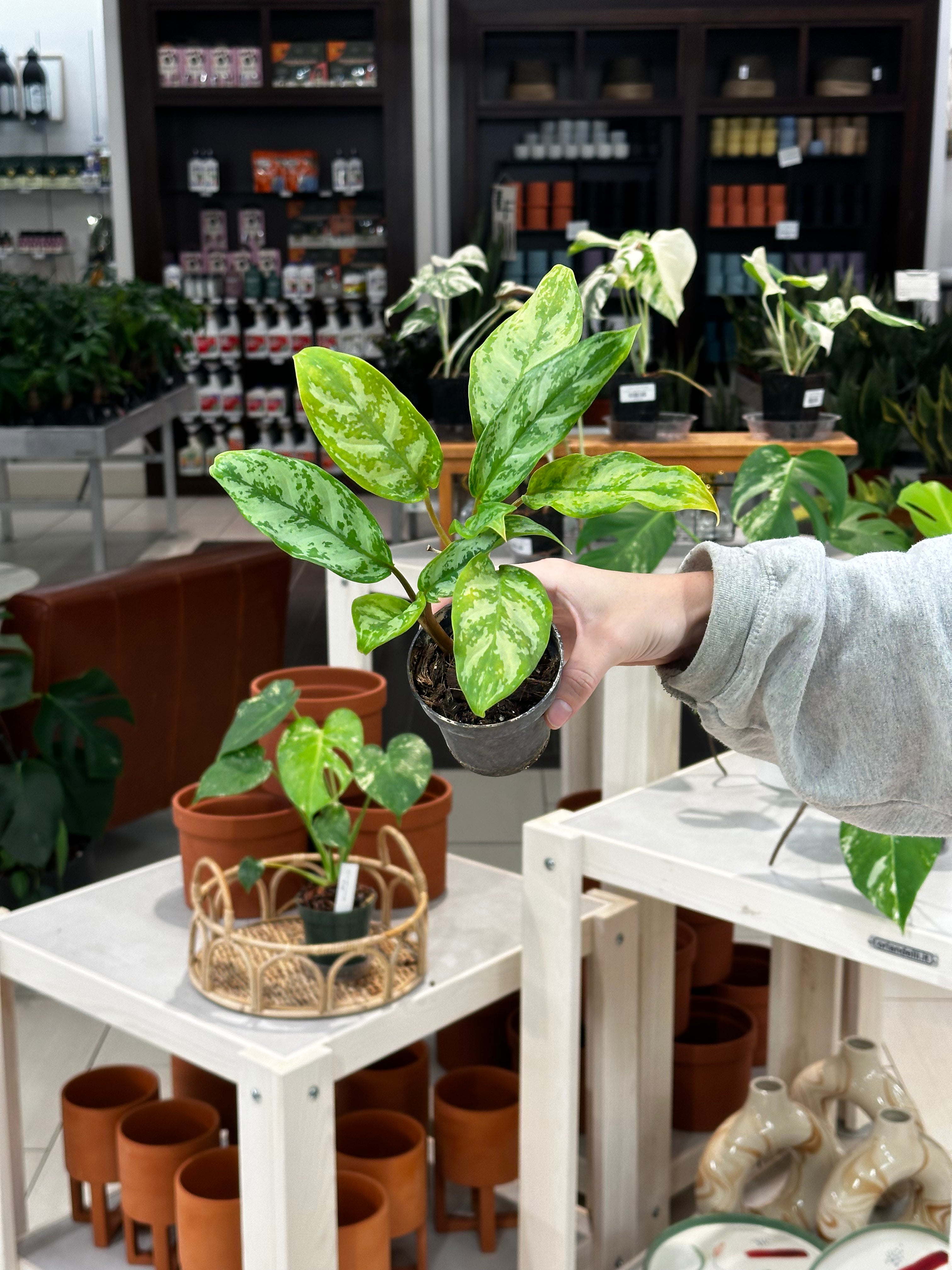 Aglaonema Commutatum Variegated