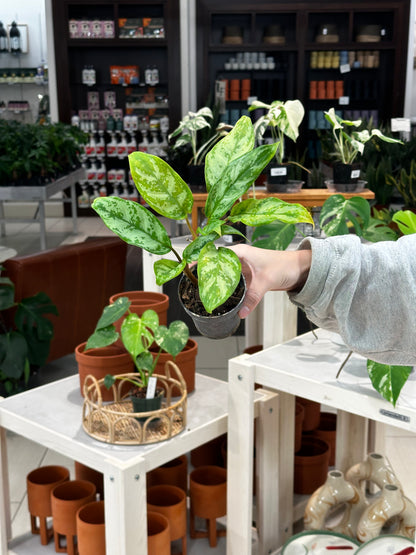 Aglaonema Commutatum Variegated