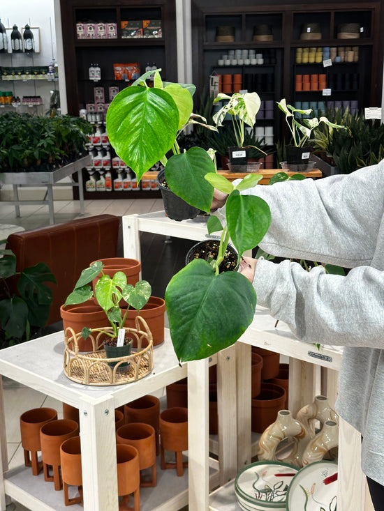 Monstera Sierrana (Hawaiian Clone)