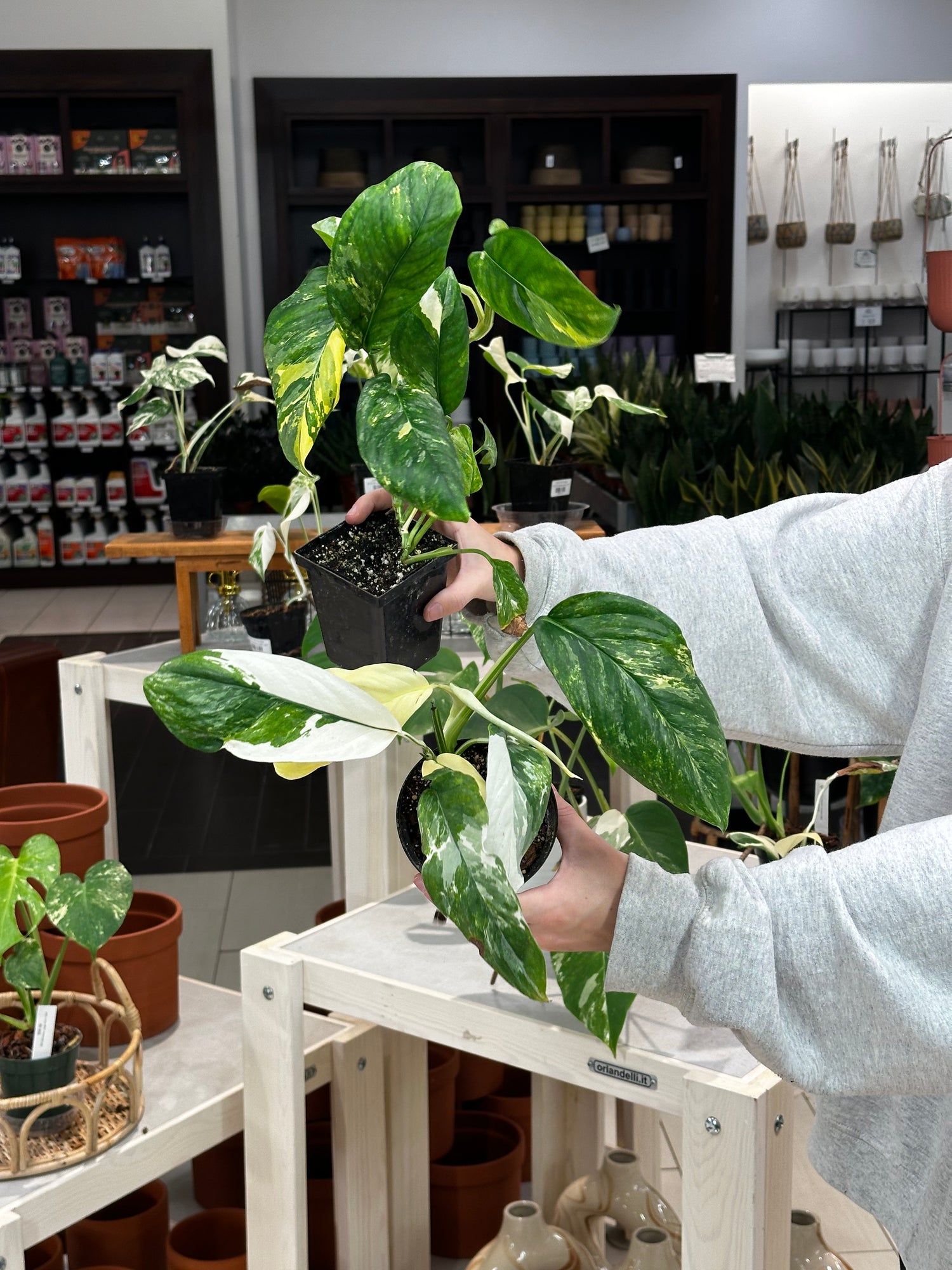 buy variegated monstera plant Monstera Lechleriana Variegated