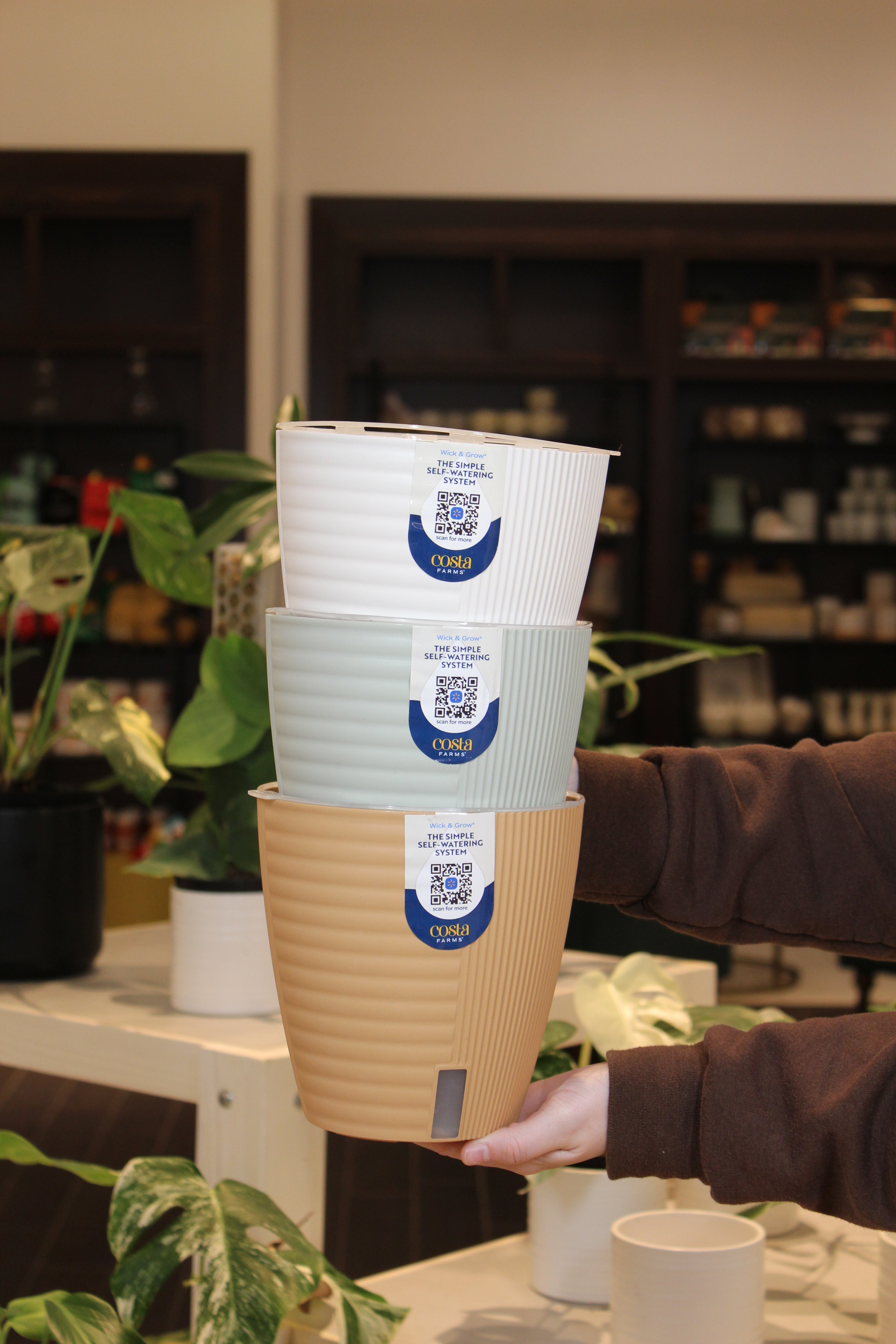 Costa Farms Wick &amp; Grow