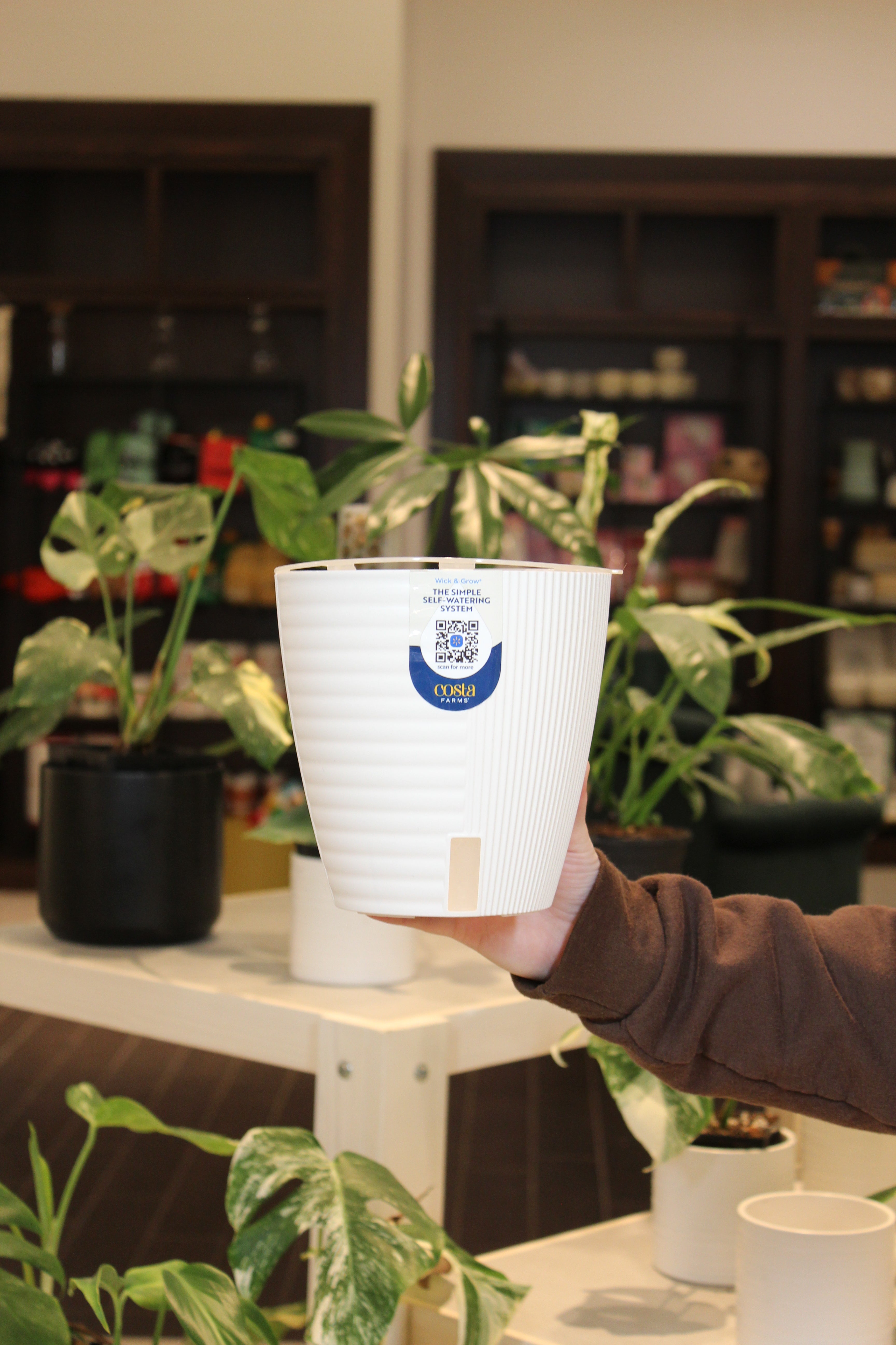 Costa Farms Wick &amp; Grow