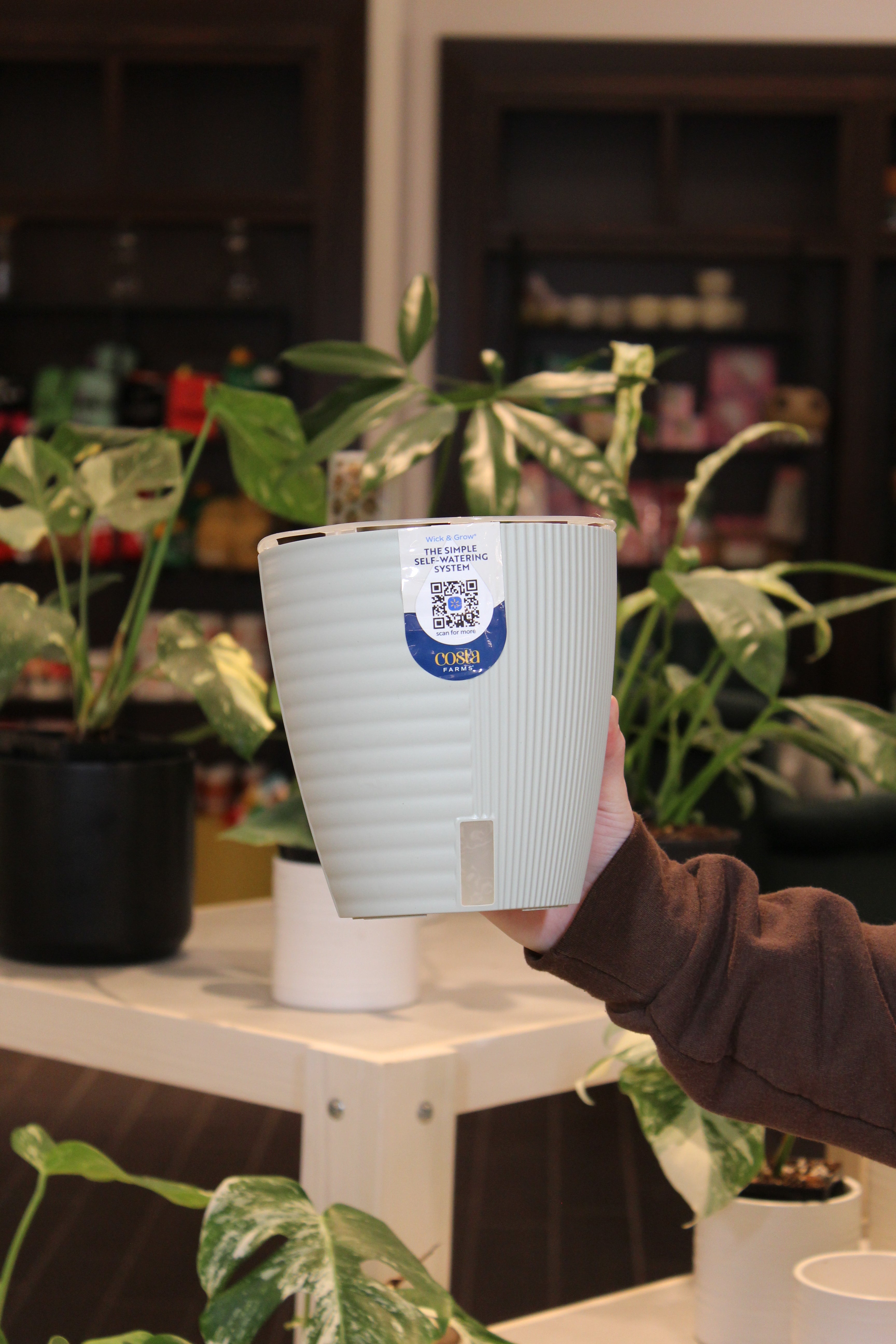 Costa Farms Wick &amp; Grow