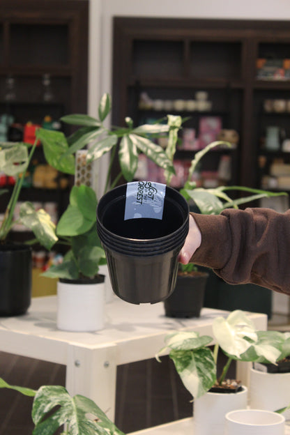 Nursery Pots