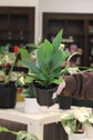 Staghorn &
