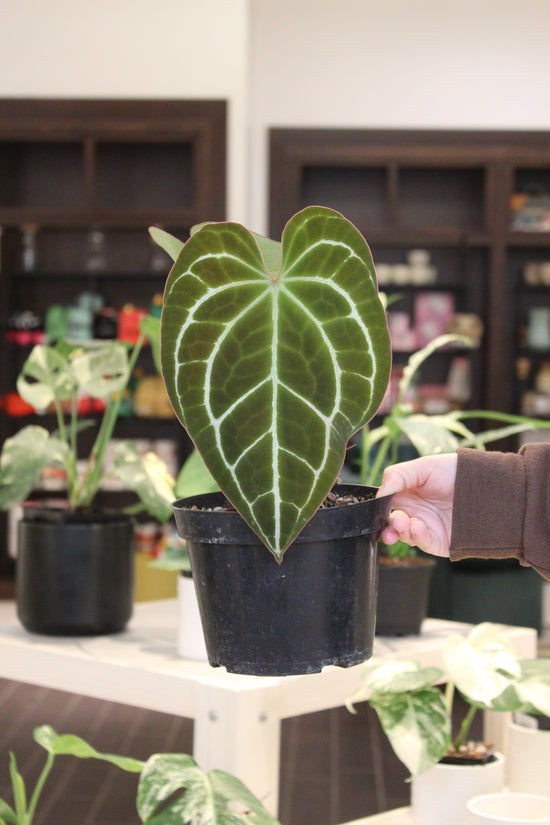 Anthurium Crystallinum Minahasa