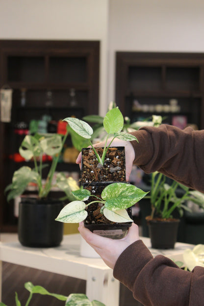 Mint Monstera Large Form