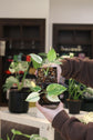 Mint Monstera Large Form