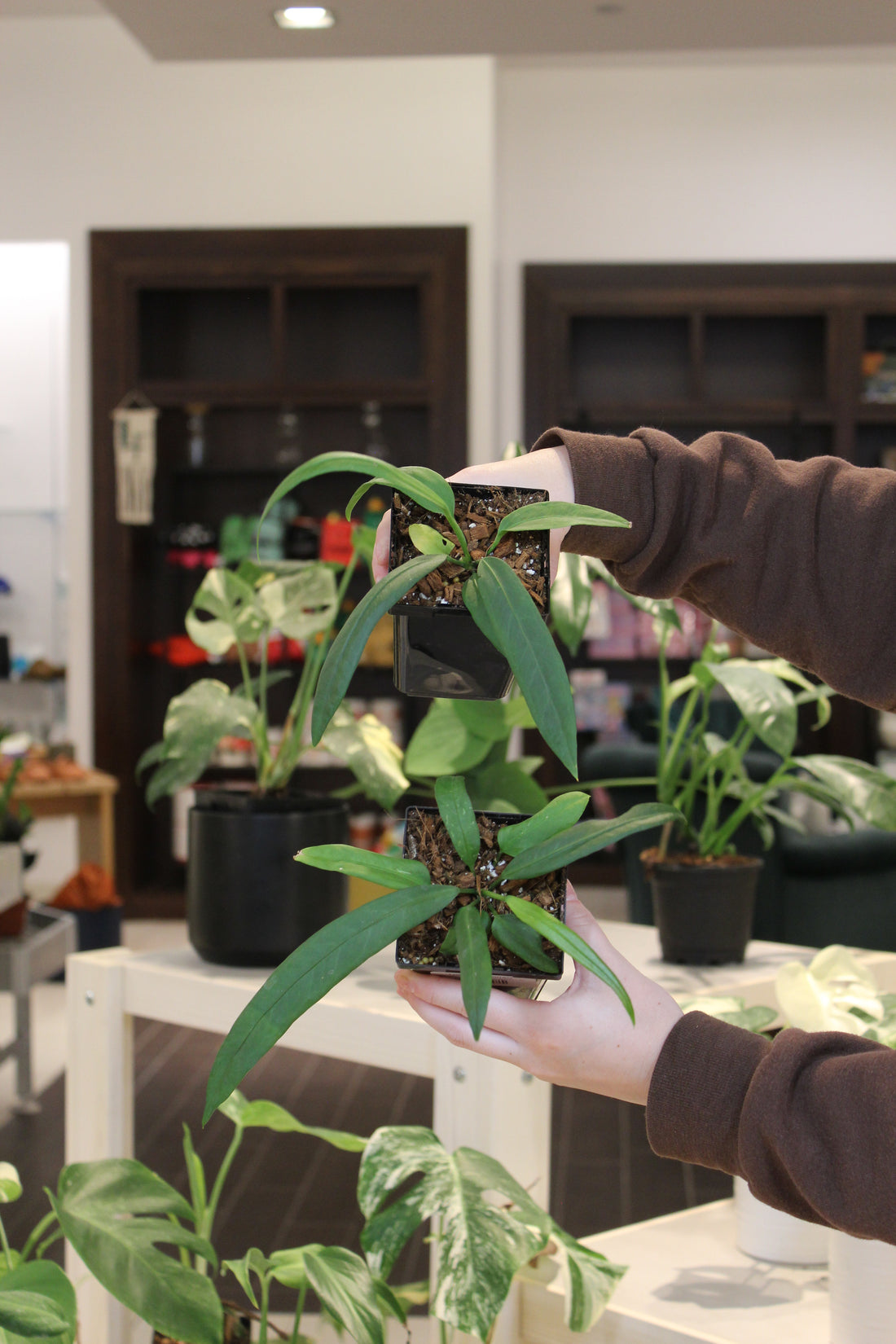 Anthurium Vittariifolium