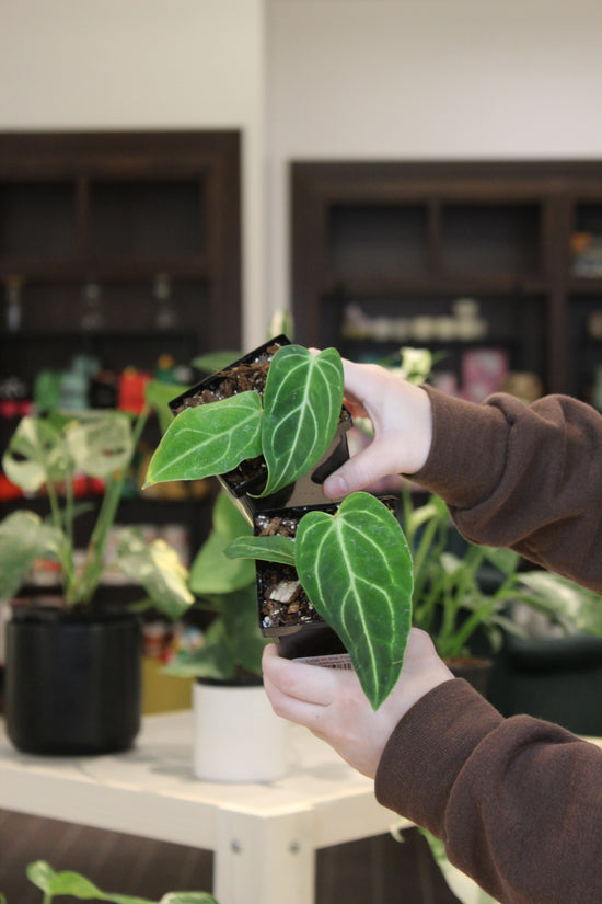 Anthurium Magnificum