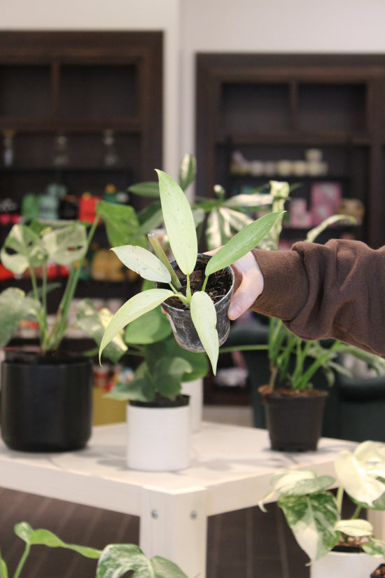 Philodendron Whipple Way