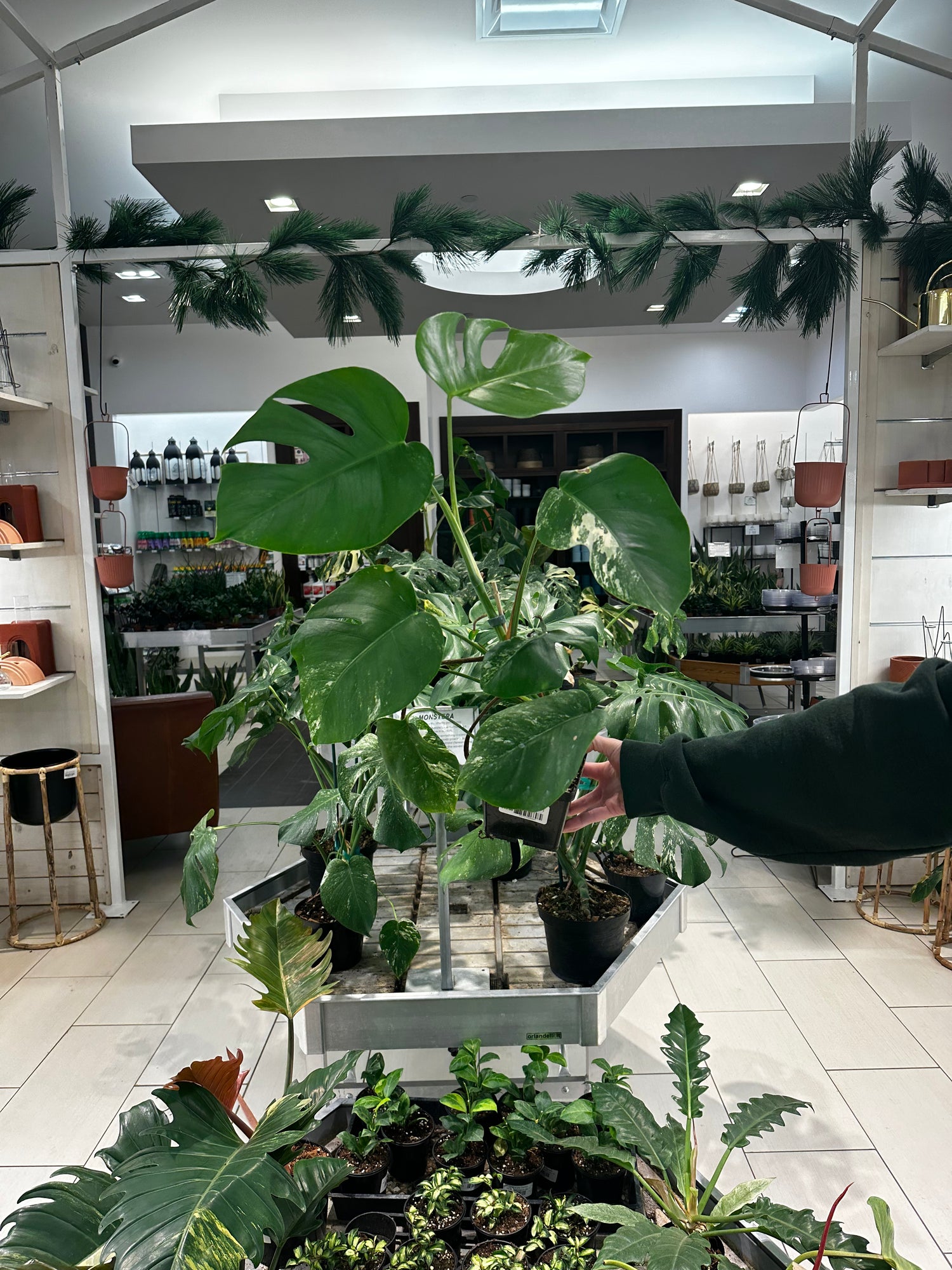monstera albo for sale near me Monstera Albo – Lost in the Forrest