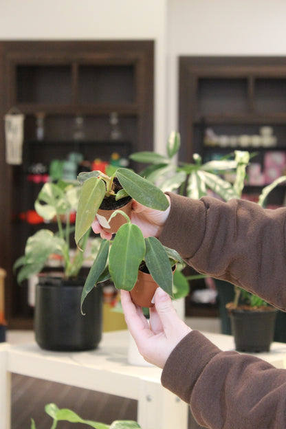 Philodendron Gigas