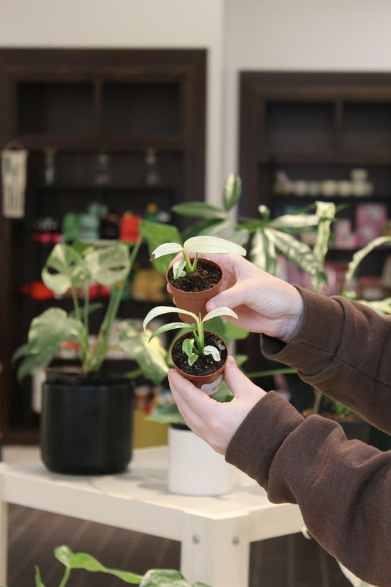 Epipremnum Amplissimum Variegated