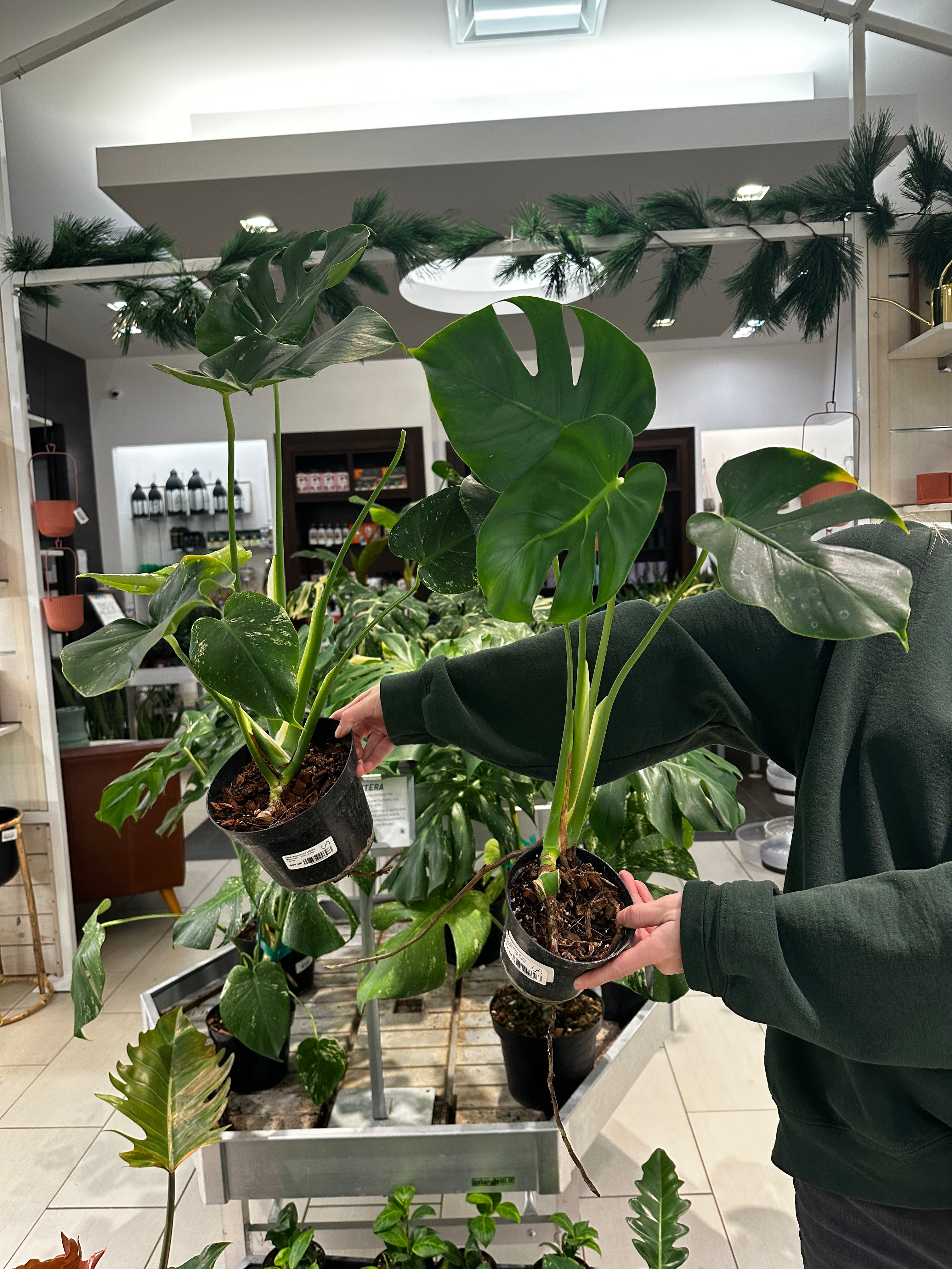 Mint Monstera White Monster