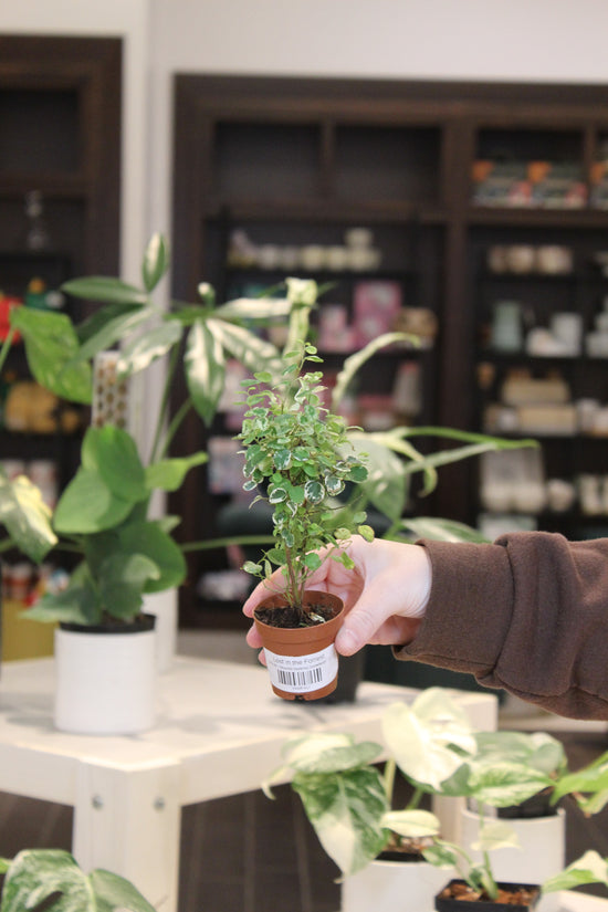 Breynia Disticha Snowbush