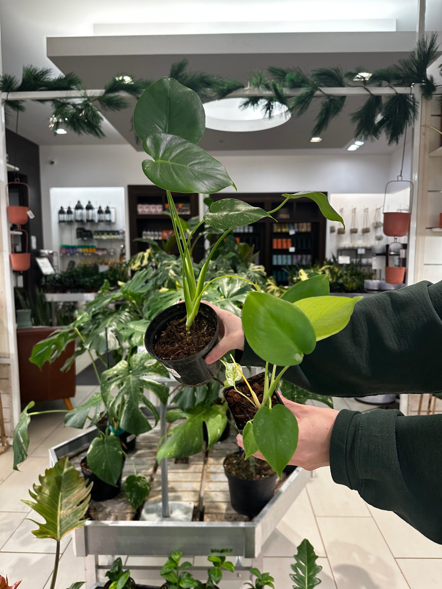 monster indoor plant Mint Monstera White Monster Low Color Large