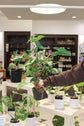 Syngonium Albo