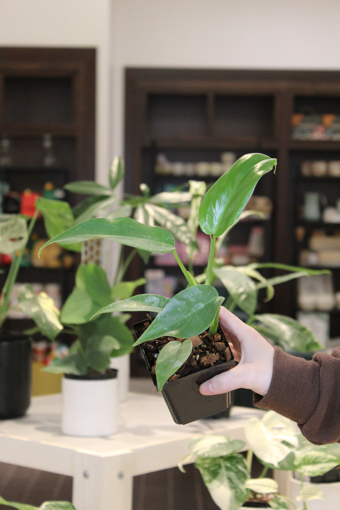 Philodendron Jerry Home