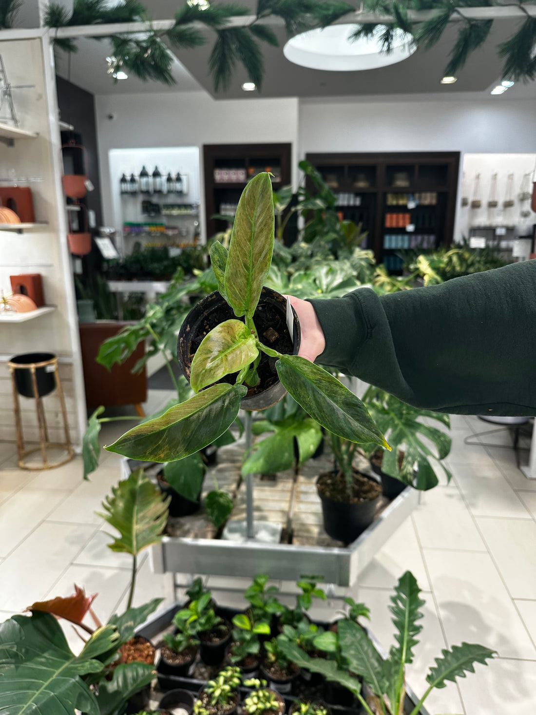 Philodendron Subhastatum Variegated