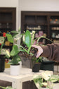 Philodendron Ruizii