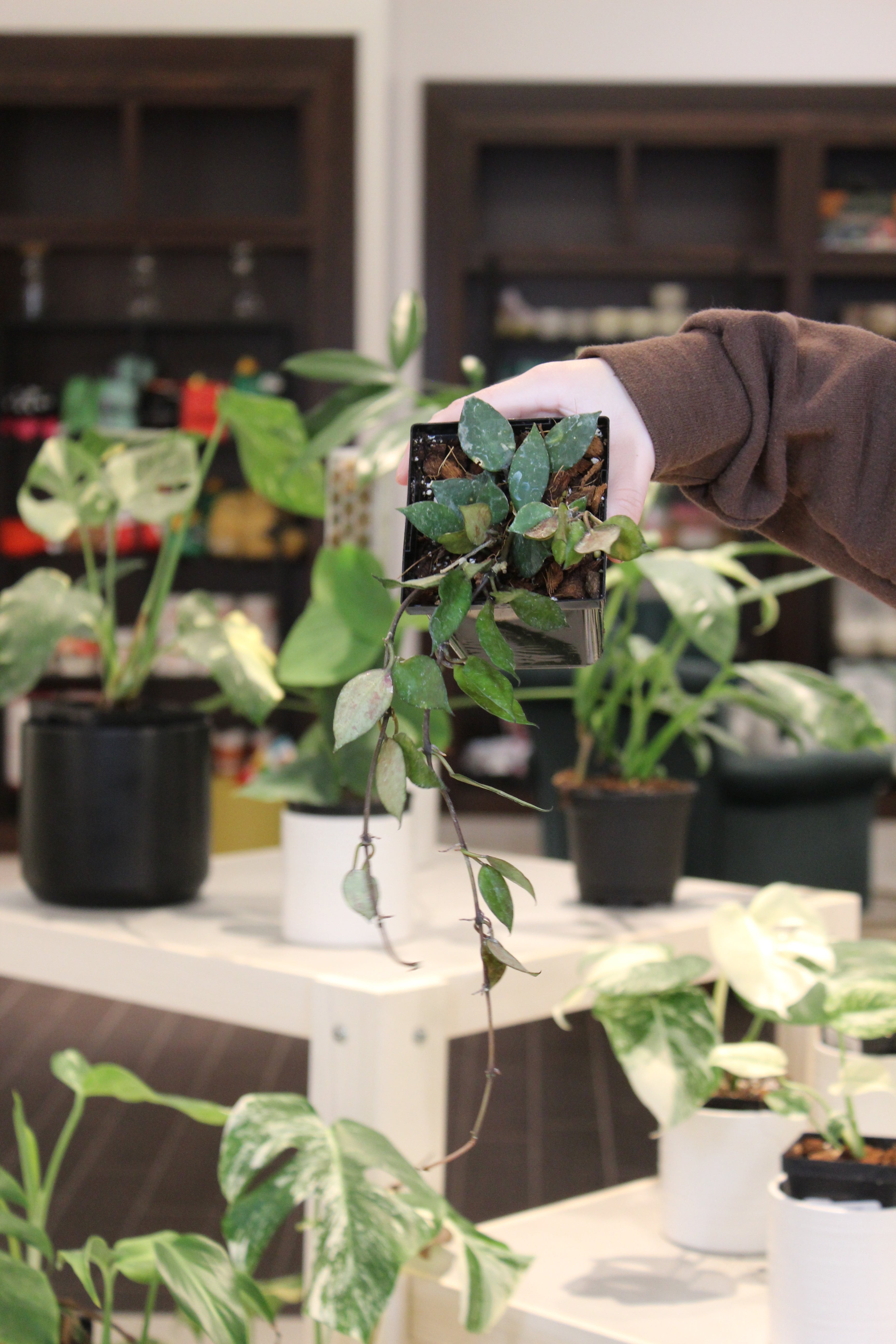 Hoya Krohniana Black