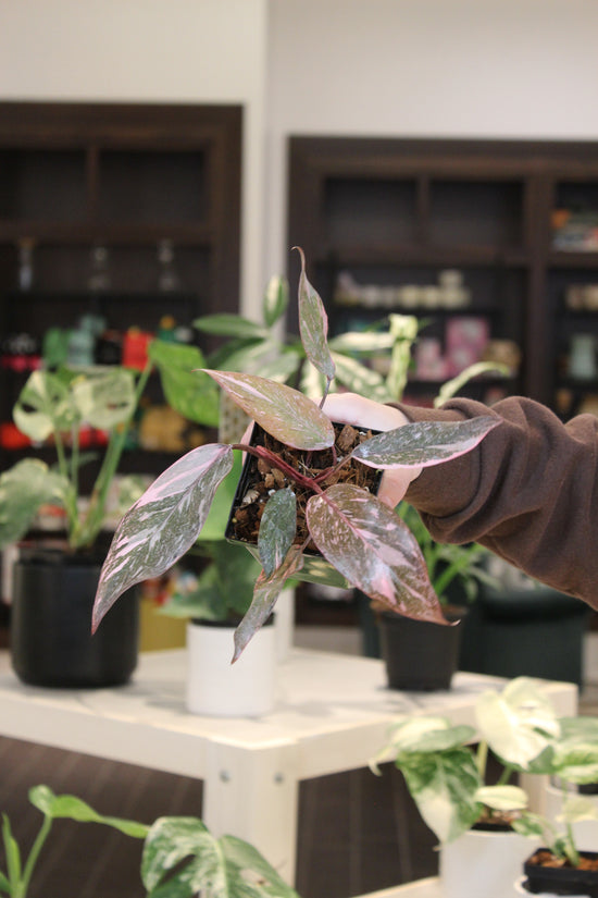 High Color Pink Princess Philodendron