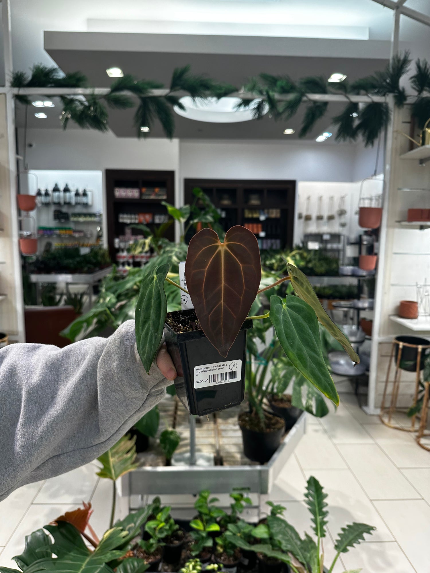 anthurium mag Anthurium Crystal Mag x Carlablackiae Wu2