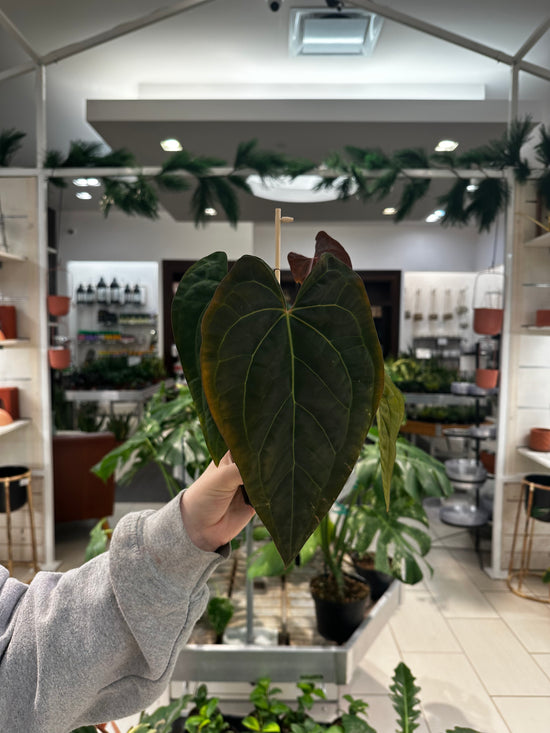 Anthurium Chocolate Crystal Wu1 x papillilaminum Wu8