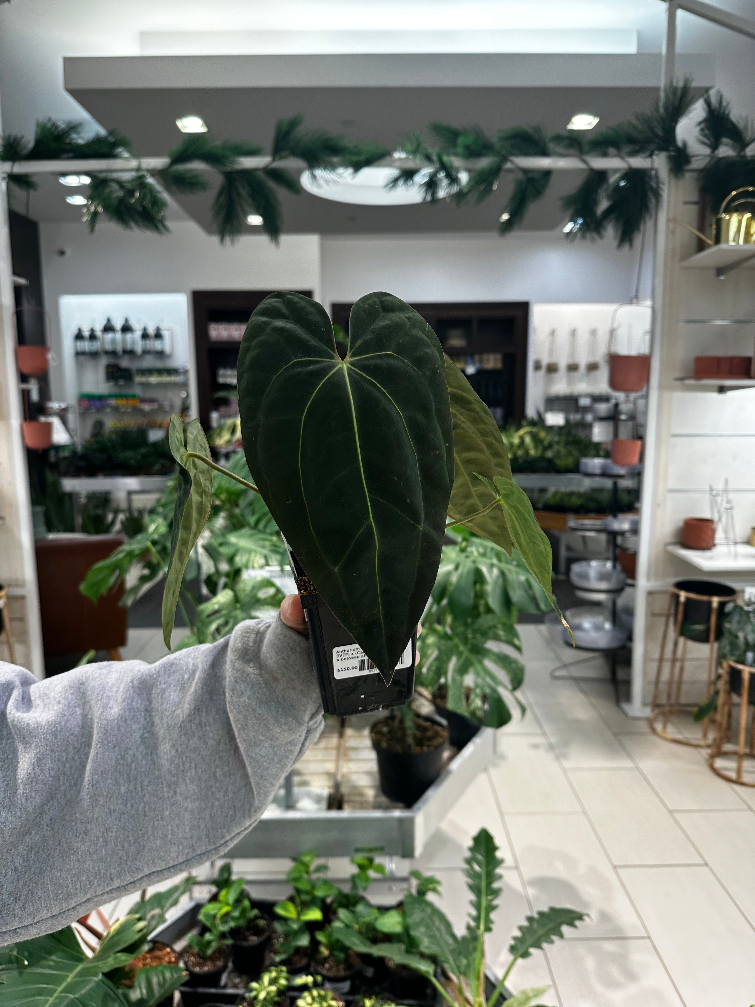 Anthurium (AOS dark x BVEP) x (Carlablackiae x Besseae aff)