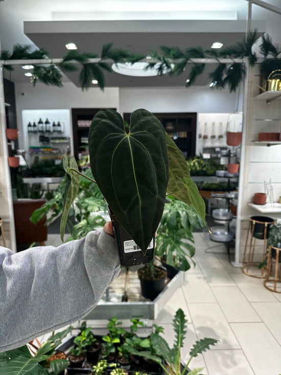 Anthurium (AOS dark x BVEP) x (Carlablackiae x Besseae aff)