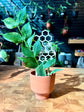 Honeycomb Plant Trellis