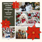 Pet Photography Mini Sessions - December 1st