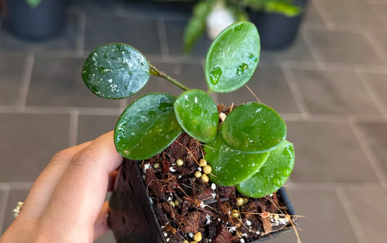 Hoya Mathilde