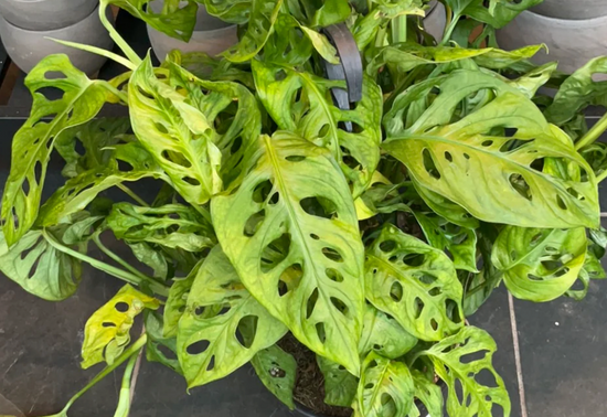 Monstera Adansonii