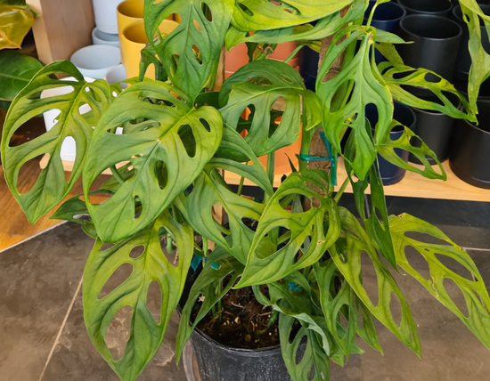 Monstera Esqueleto