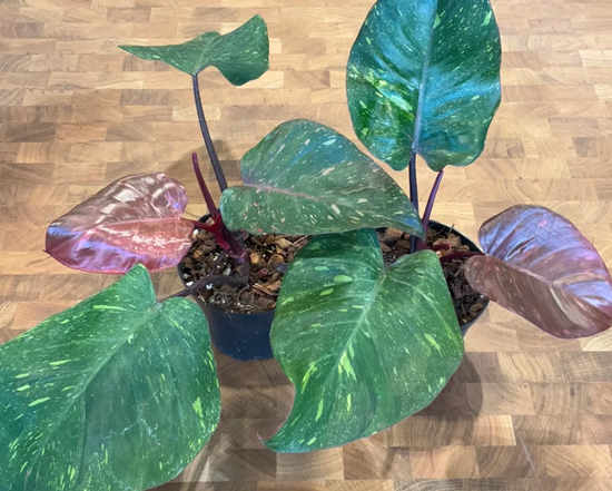Philodendron Orange Princess