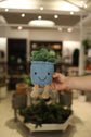 Potted Succulent Plush