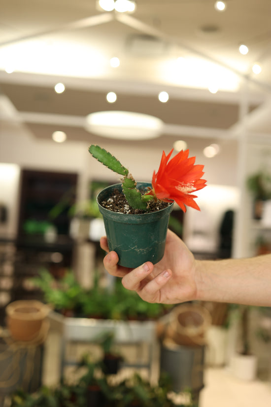 Orchid Cactus
