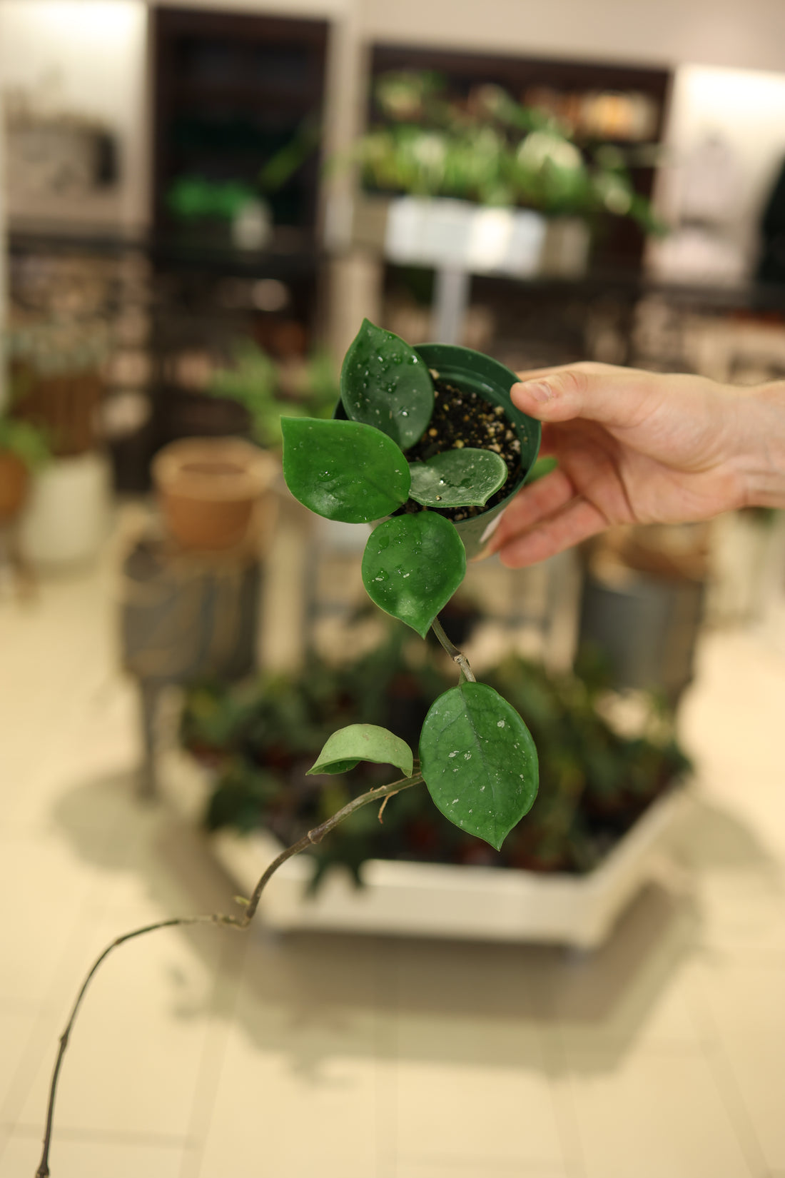 Hoya carnosa &