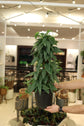 Cebu Blue Pothos