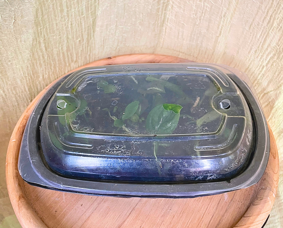 5. Choose a Propagating Medium