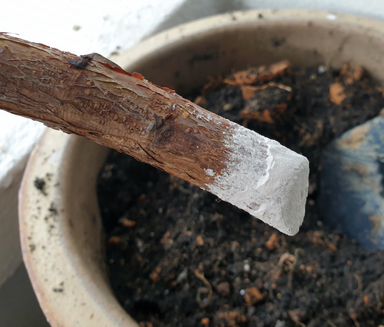 4. Dip in Rooting Hormone (Optional)