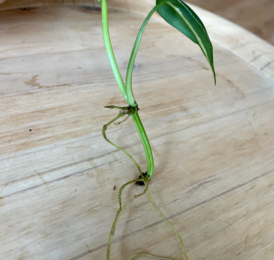 7. Plant with Care