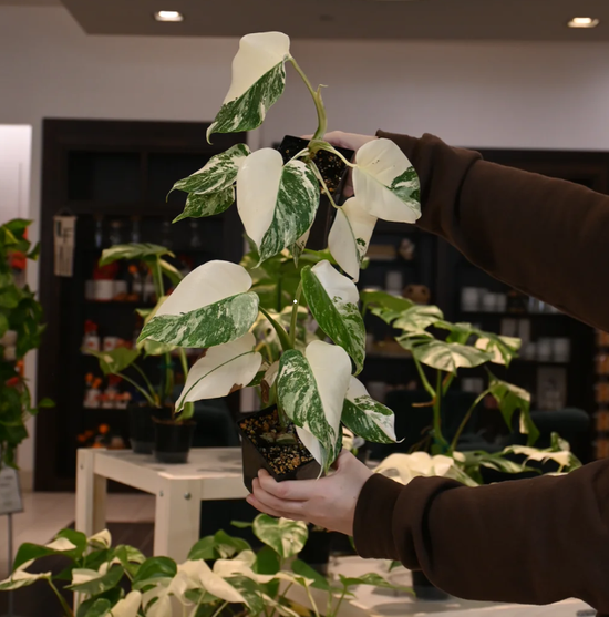 Plant Care 102: September 6th at 12pm