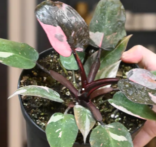 Tissue Culture Acclimation Workshop
