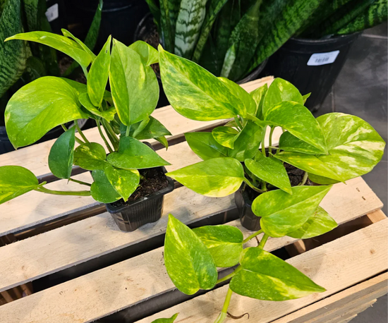 Golden Pothos