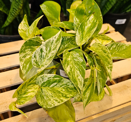 Marble Queen Pothos